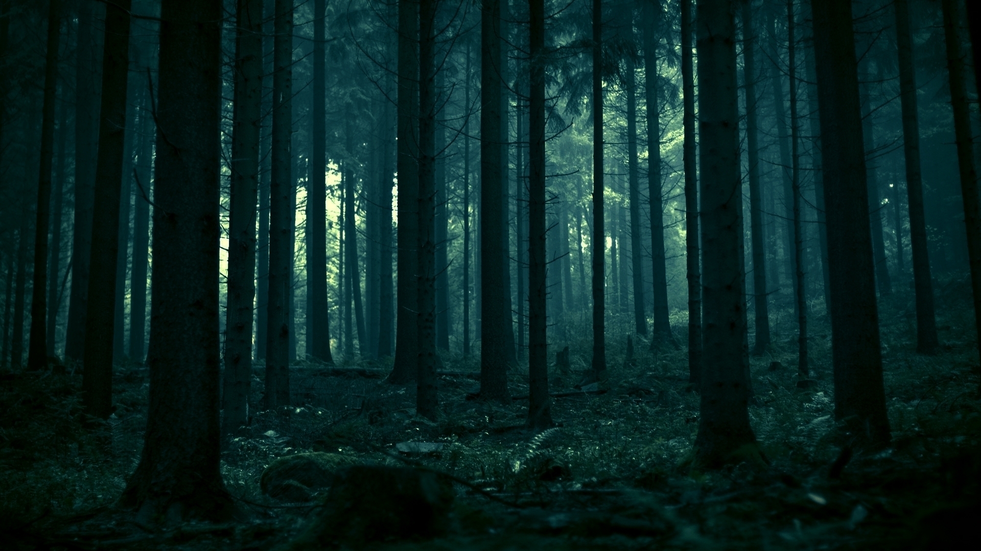 Forest Wallpapers HD dark trees