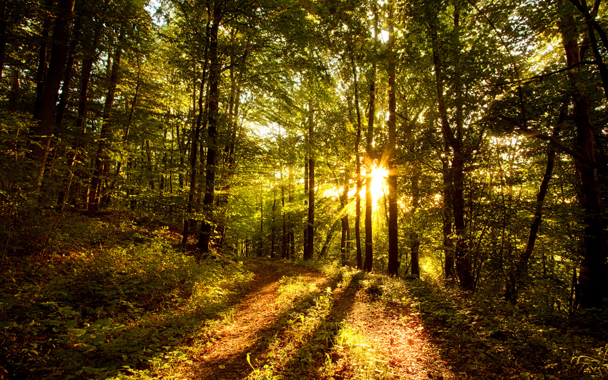 Forest Wallpapers HD sunshine