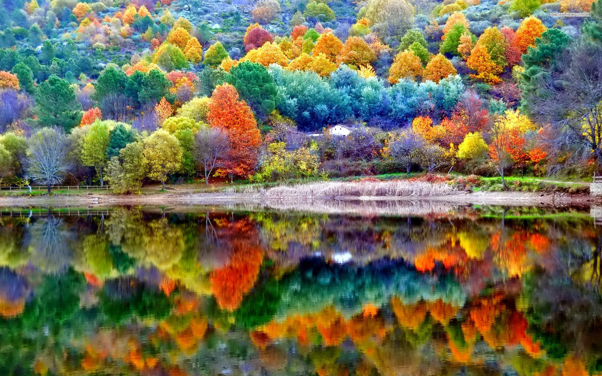 Forest Wallpapers HD colorful
