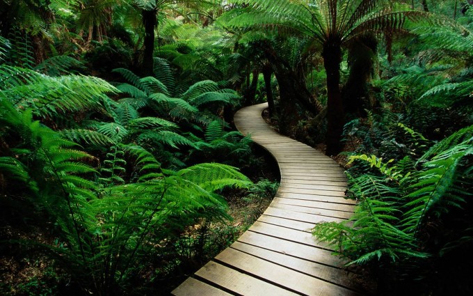 Jungle nature Wallpapers path way