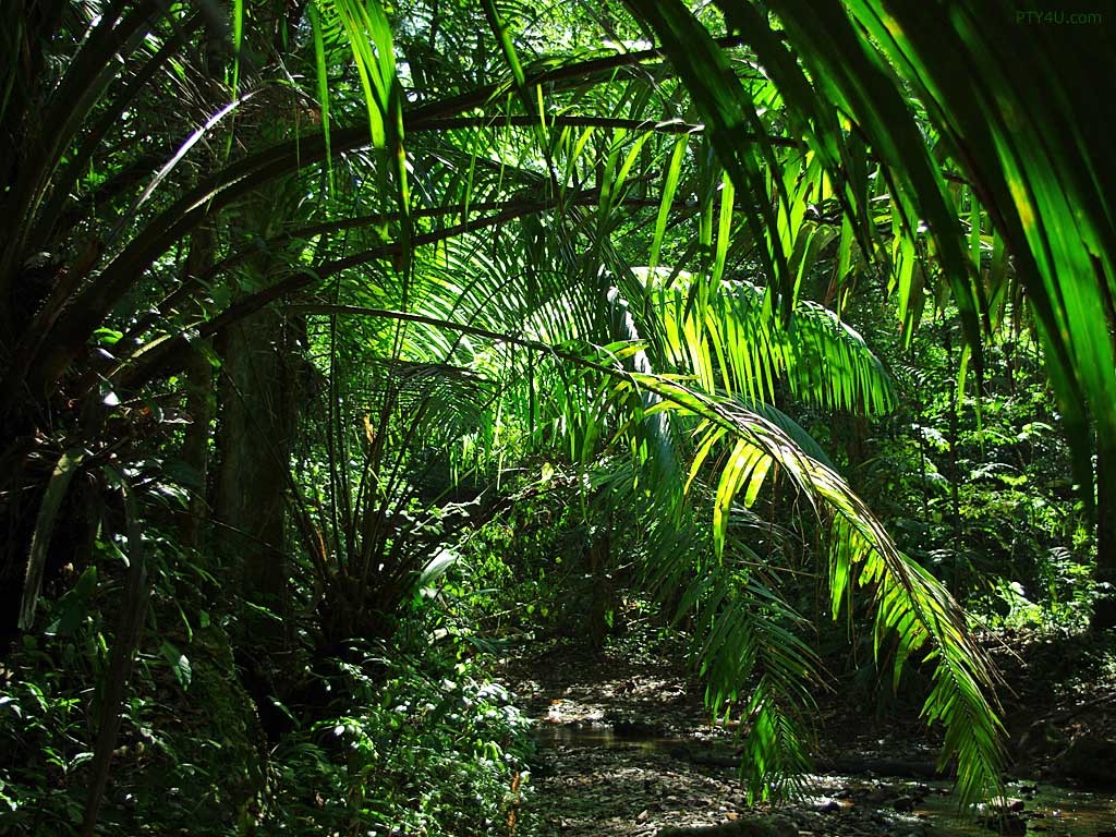 Jungle Wallpapers HD plants