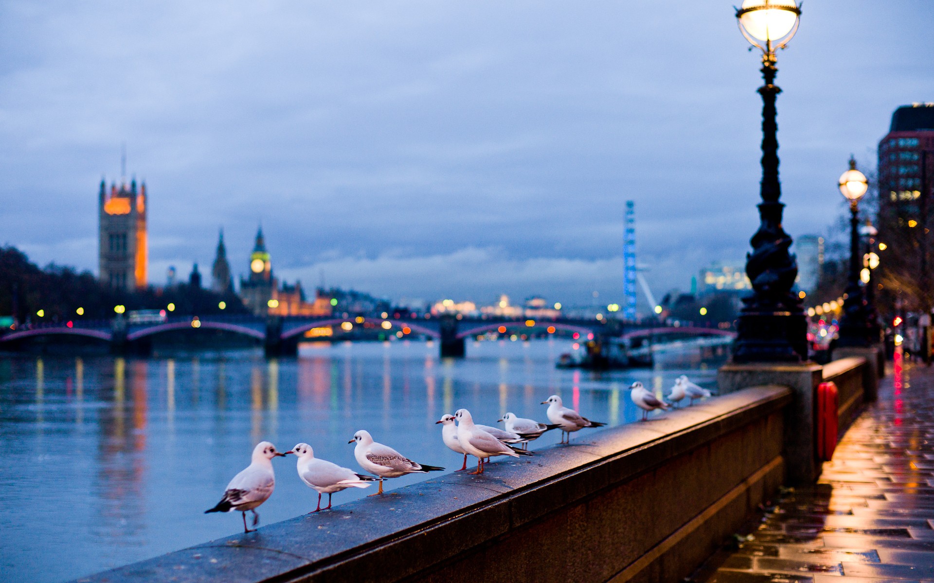 London Wallpapers HD seagull