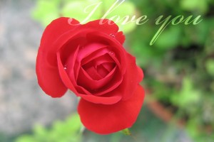 Red Roses Wallpapers HD A39 i love you cute