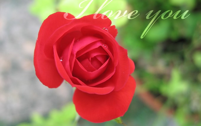 Red Roses Wallpapers HD A39 i love you cute