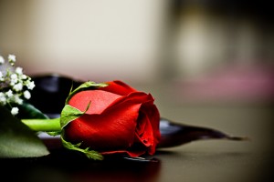 Red Roses Wallpapers HD A39 grey background