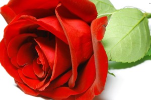 Red Roses Wallpapers HD A16