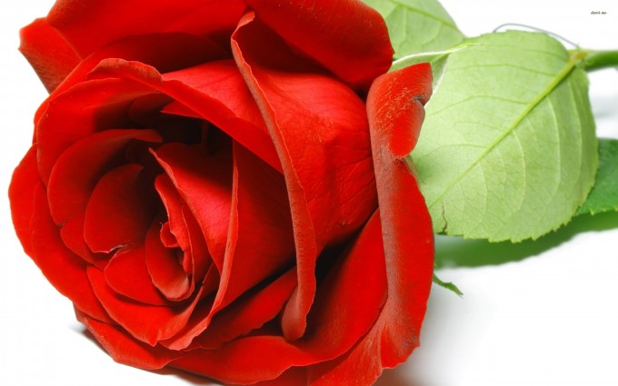 Red Roses Wallpapers HD A39 awsome