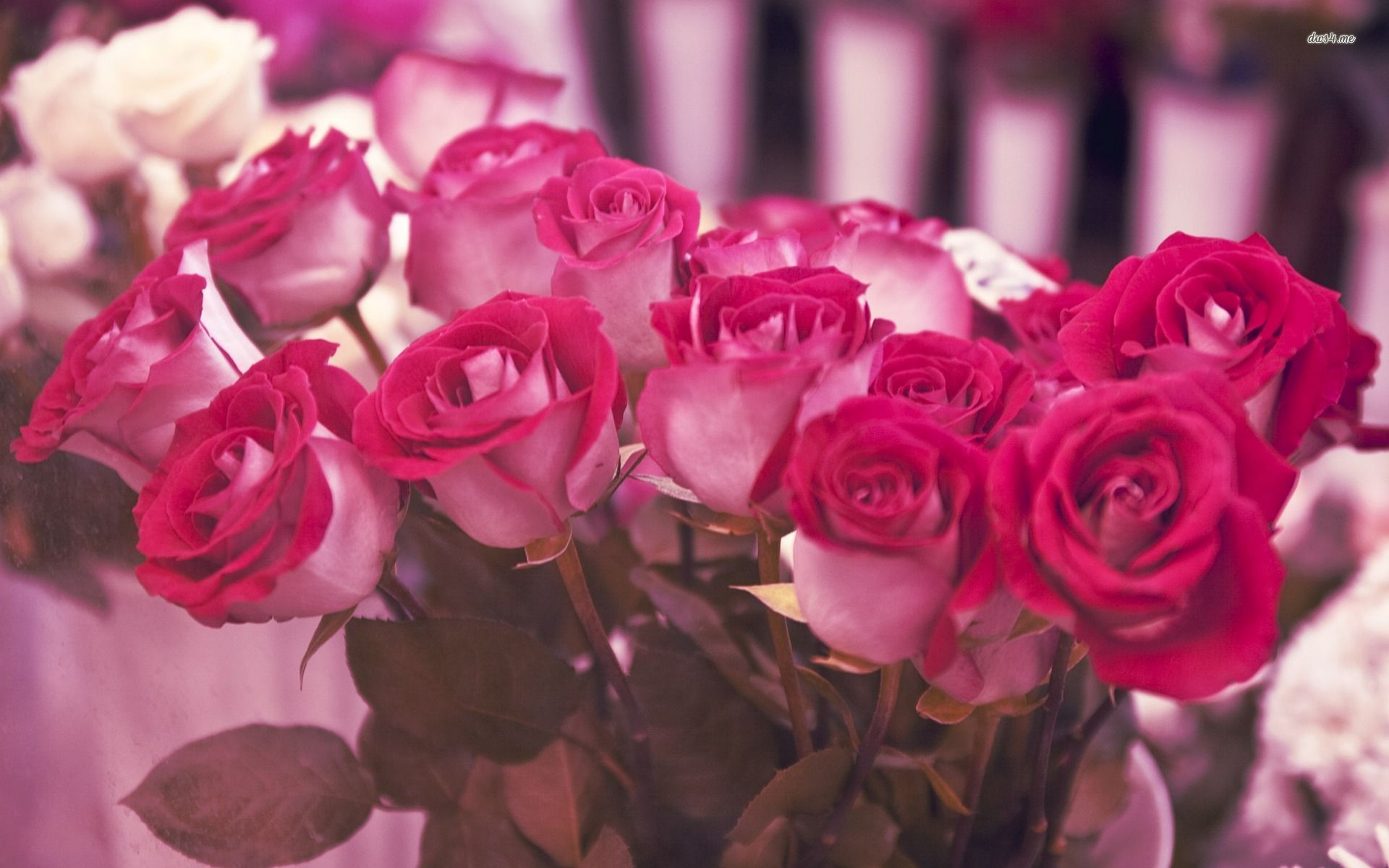 Red Roses Wallpapers HD A39 pink