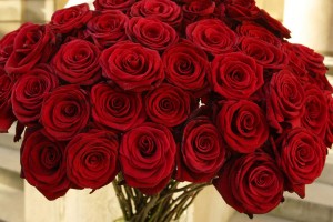 Red Roses Wallpapers HD A19