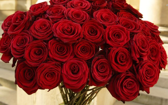 Red Roses Wallpapers HD A39 creative