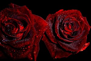 Red Roses Wallpapers HD A39 lovers