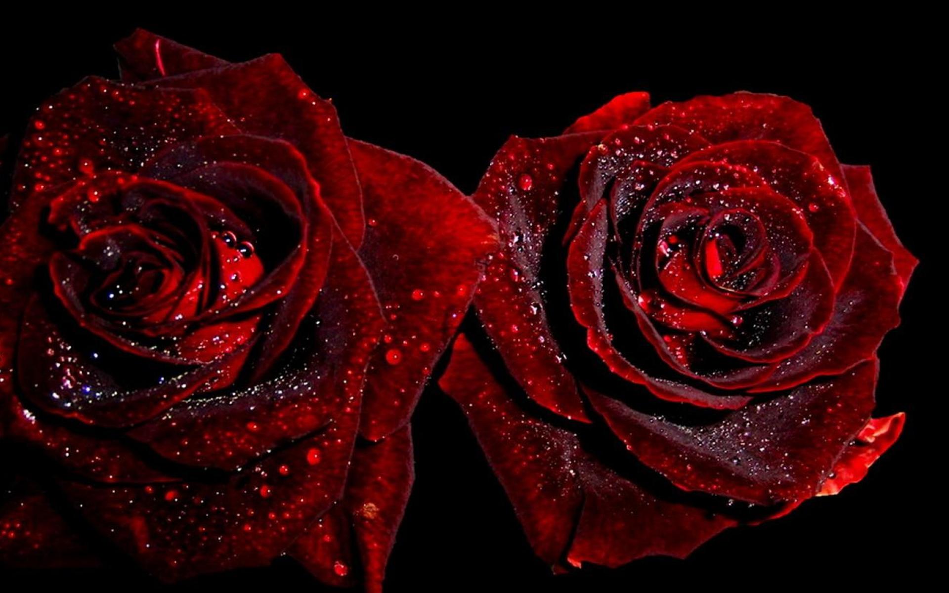 Red Roses Wallpapers HD A39 lovers