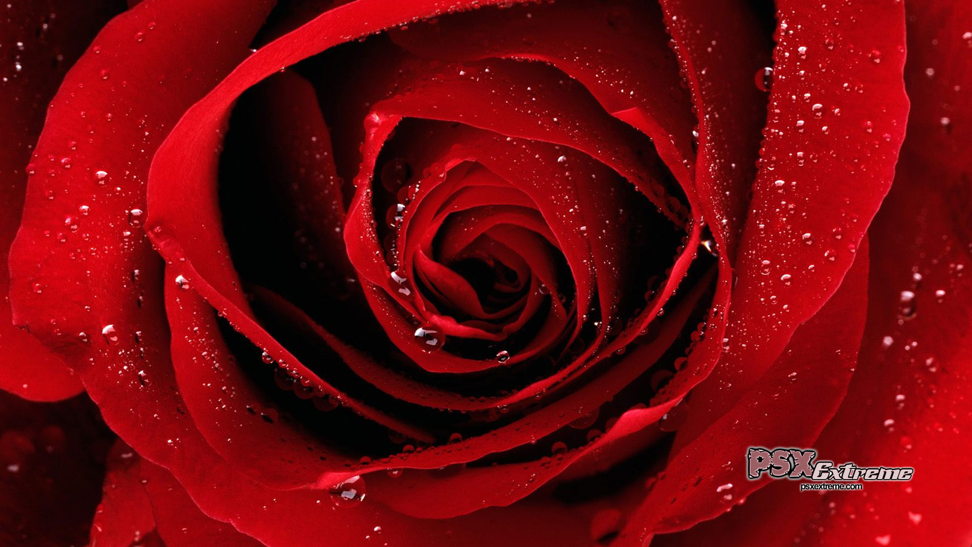 Red Roses Wallpapers HD A39 cute