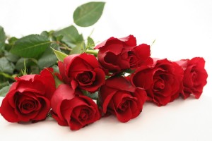 Red Roses Wallpapers HD A39 lovely