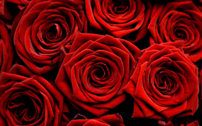 Red Roses Wallpapers HD A39 nice