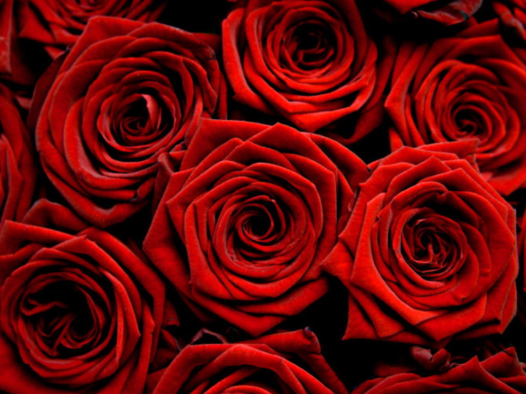 Red Roses Wallpapers HD A39 nice