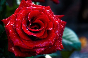 Red Roses Wallpapers HD A39 pure