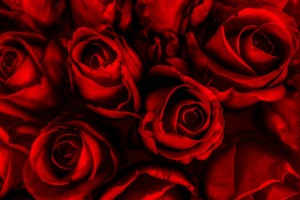 Red Roses Wallpapers HD A39 sweet
