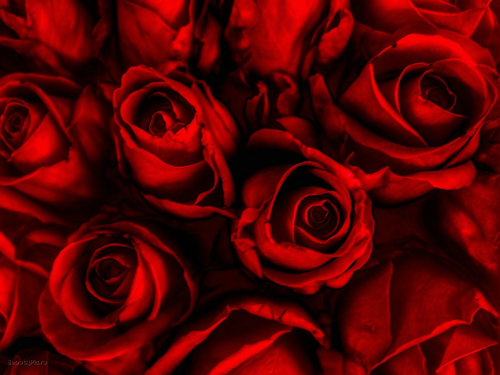 Red Roses Wallpapers HD A30
