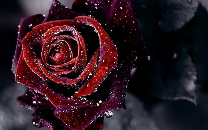 Red Roses Wallpapers HD A39 dark background