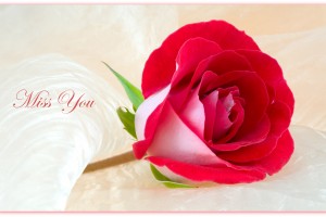 Red Roses Wallpapers HD A39 miss you
