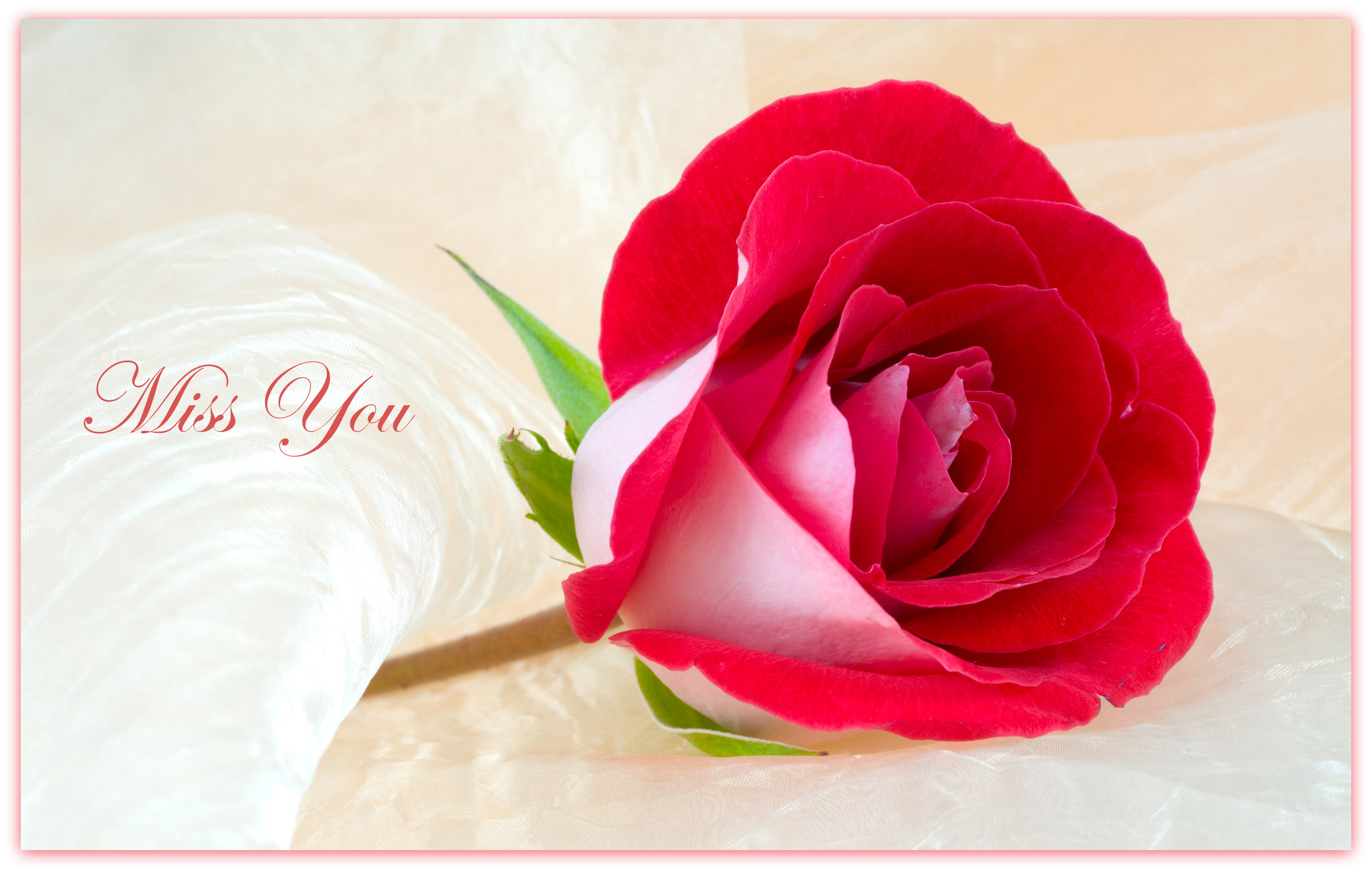Red Roses Wallpapers HD A39 miss you