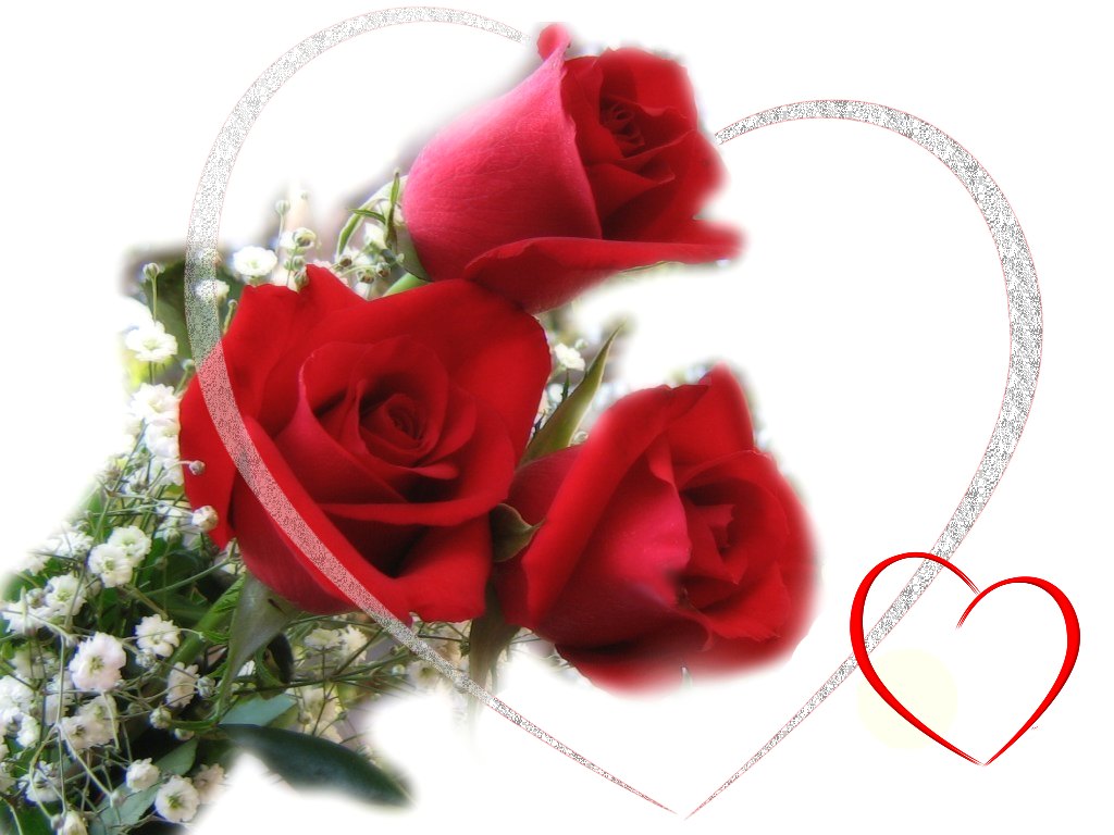 Red Roses Wallpapers HD A39 love sign