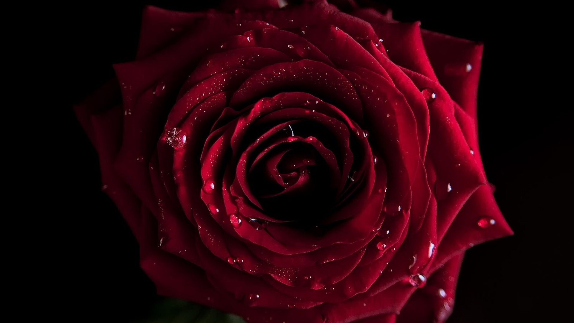 Red Roses Wallpapers HD A39 dark