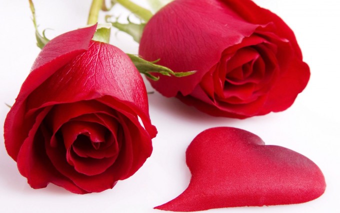 Red Roses Wallpapers HD A39 love