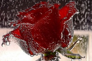 Red Roses Wallpapers HD A39 rain