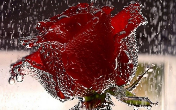 Red Roses Wallpapers HD A39 rain