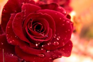 Red Roses Wallpapers HD A39 love dew drops