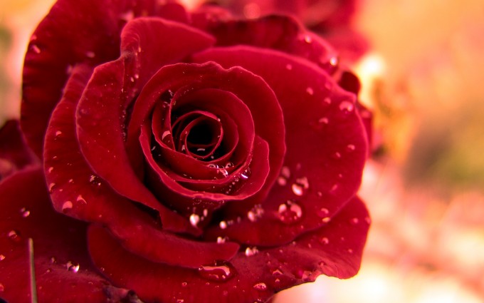 Red Roses Wallpapers HD A39 love dew drops