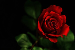 Red Roses Wallpapers HD A39 single rose