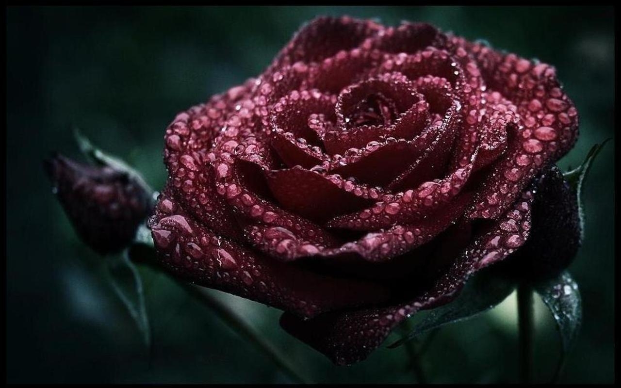 Red Roses Wallpapers HD A39 dark roses
