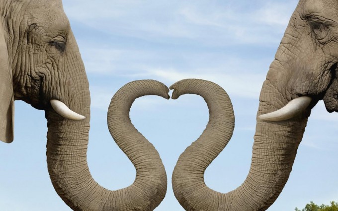 Romantic Wallpapers HD A18 cute elephants