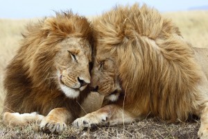 Romantic Wallpapers Lion HD A4 - Free Romantic Wallpapers, Romantic Couples, Romantic Love Wallpapers, Romantic Kiss Wallpapers, high definition desktop laptop mobile background Pictures images downloads.