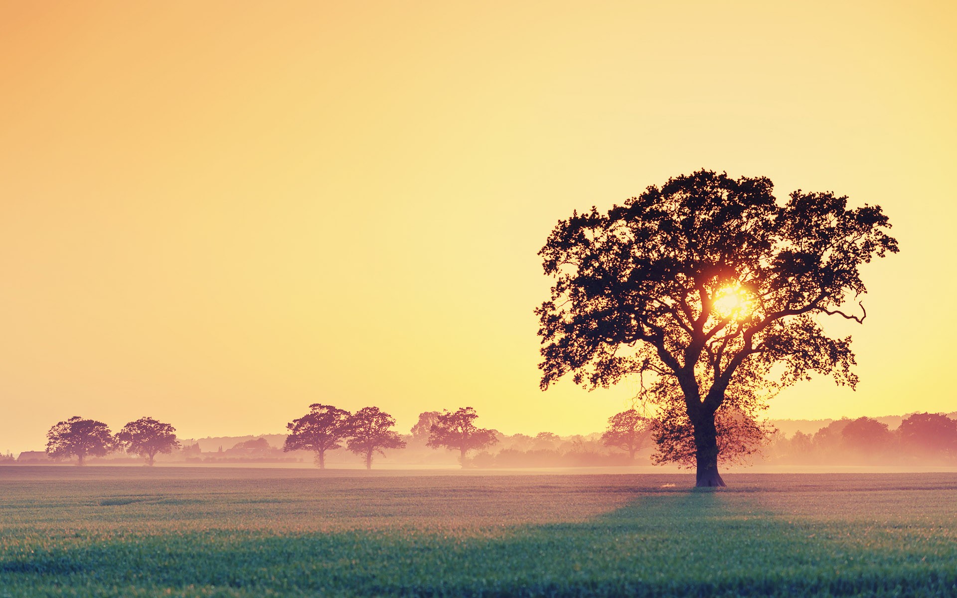 Sunset Wallpapers HD tree