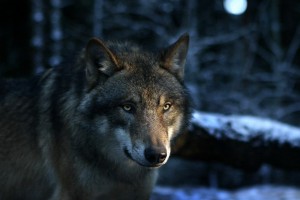 Wolf Wallpapers HD A12