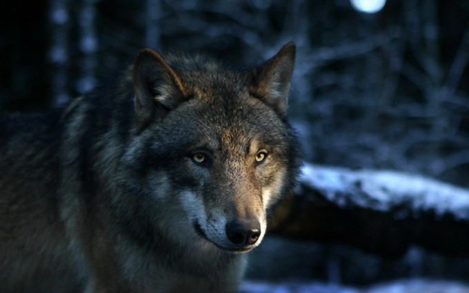 Wolf Wallpapers HD A12
