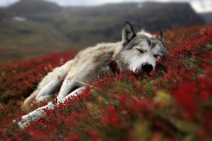 hd wolf photos