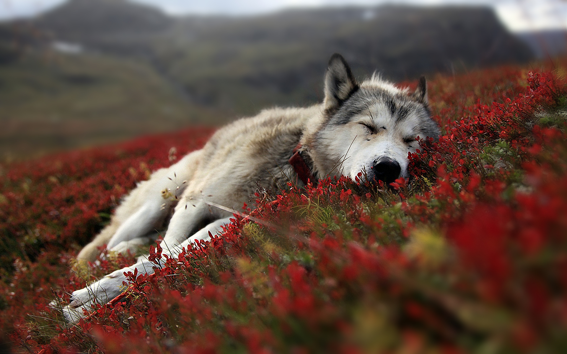 Wolf Wallpapers HD A13