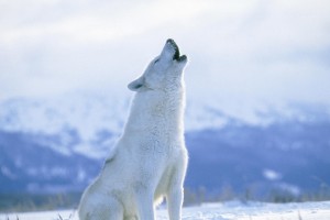 Wolf Wallpapers HD A14