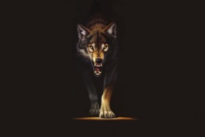 Wolf Wallpapers HD A16