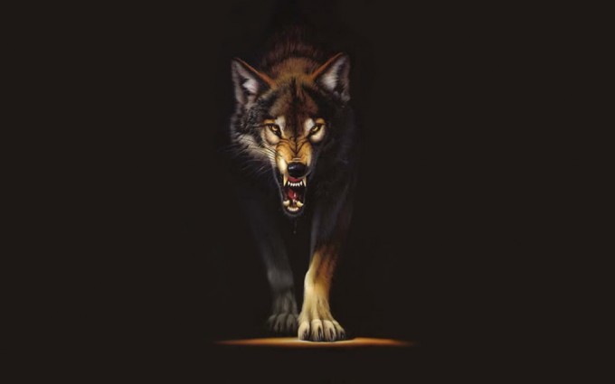 angry wolf wallpaper grey gray