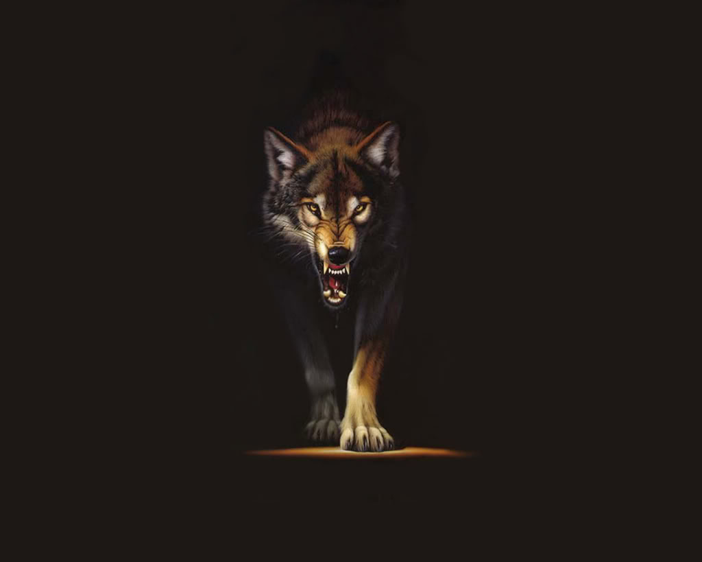 angry wolf wallpaper grey gray