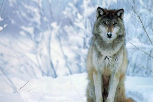 Wolf Wallpapers HD A17