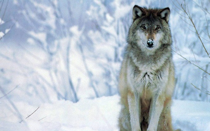 wolf 1080p wallpaper
