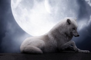 Wolf Wallpapers HD A28