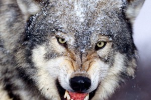 Wolf Wallpapers HD A29